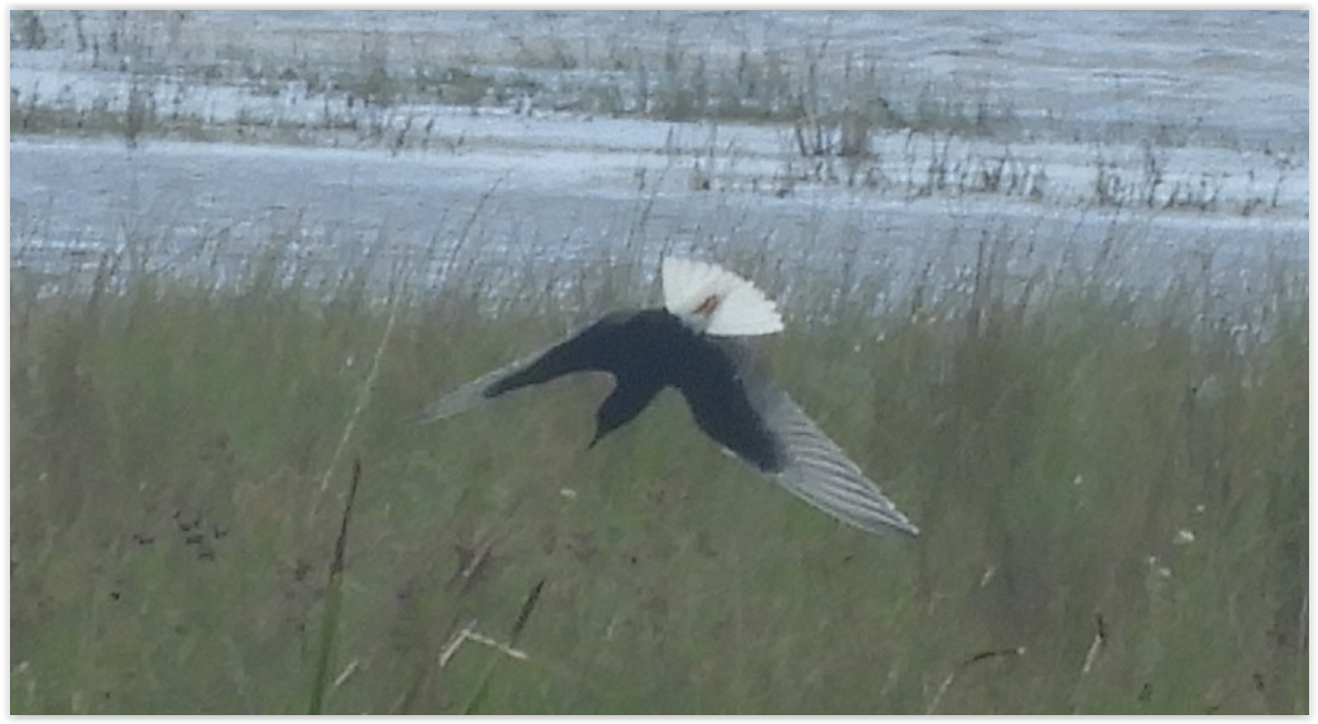 Guifette leucoptère - ML239510661