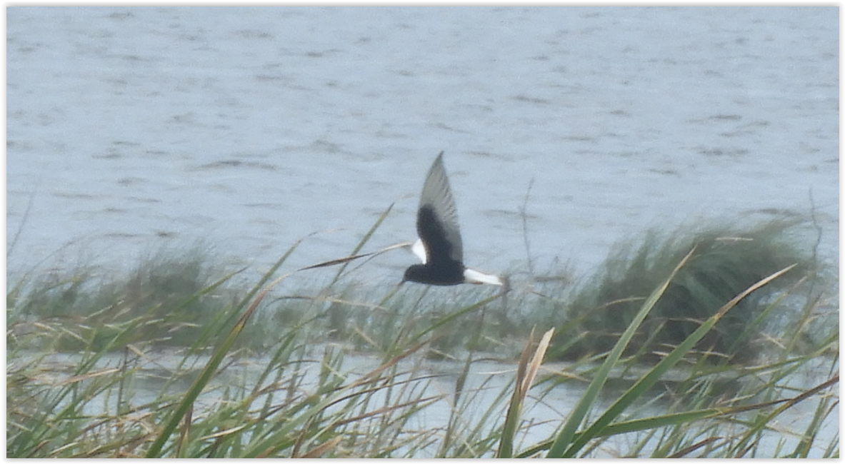 White-winged Tern - ML239511101