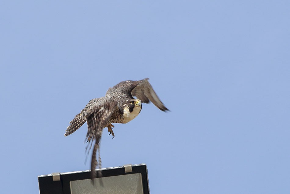 Peregrine Falcon - Gonzalo Labarrera