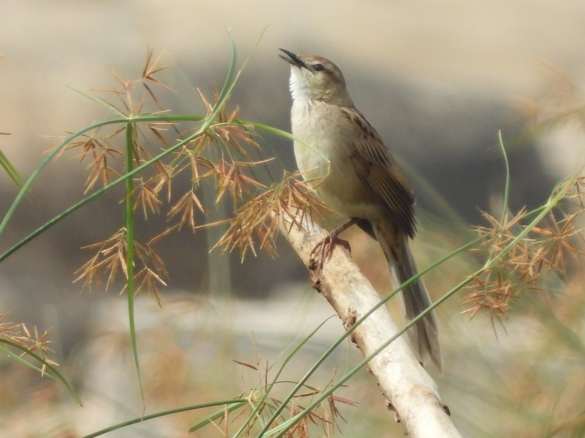 Striated Grassbird - Lakshmikant Neve