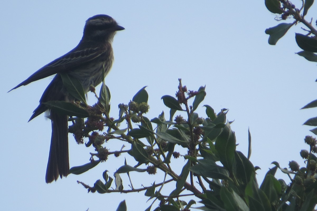 Variegated Flycatcher - ML239514411