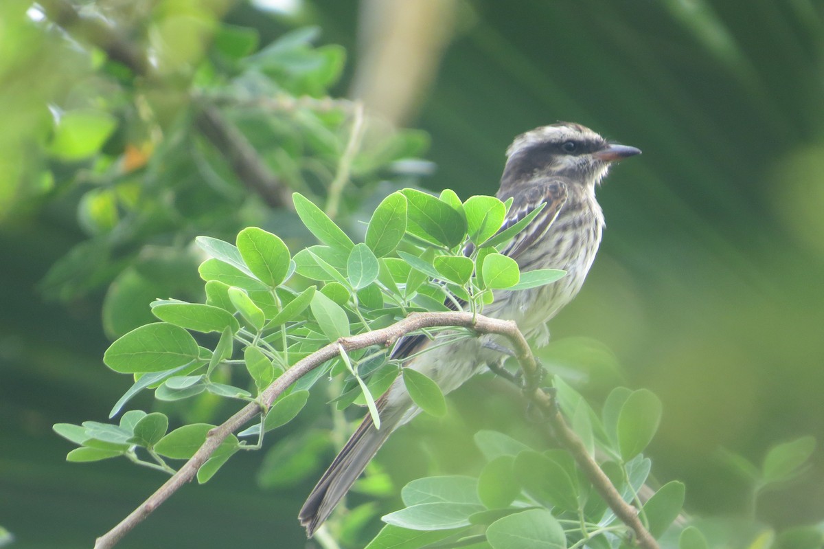 Variegated Flycatcher - ML239514421