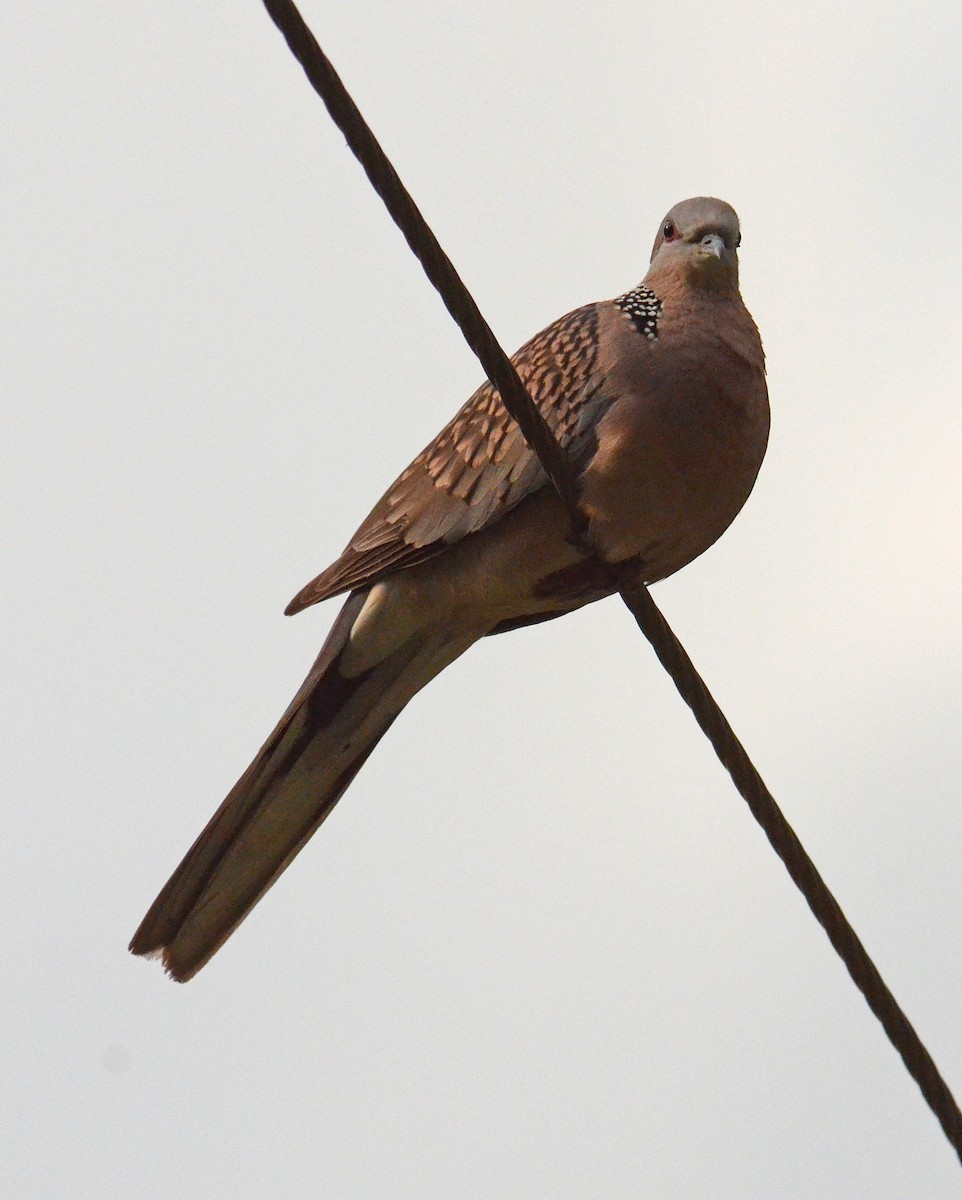 Spotted Dove - ML239515491