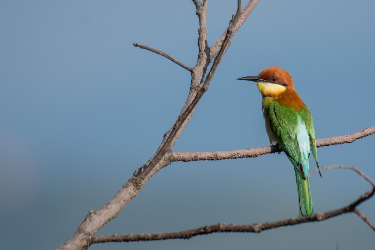 Chestnut-headed Bee-eater - Ian Hearn