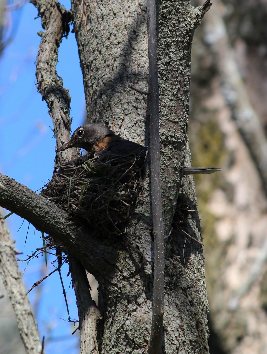 American Robin - ML239517831