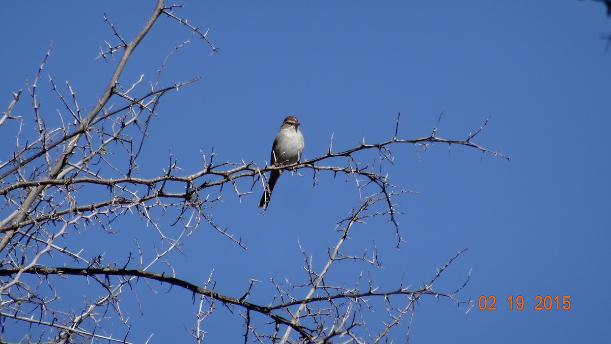 Chipping Sparrow - ML239519251