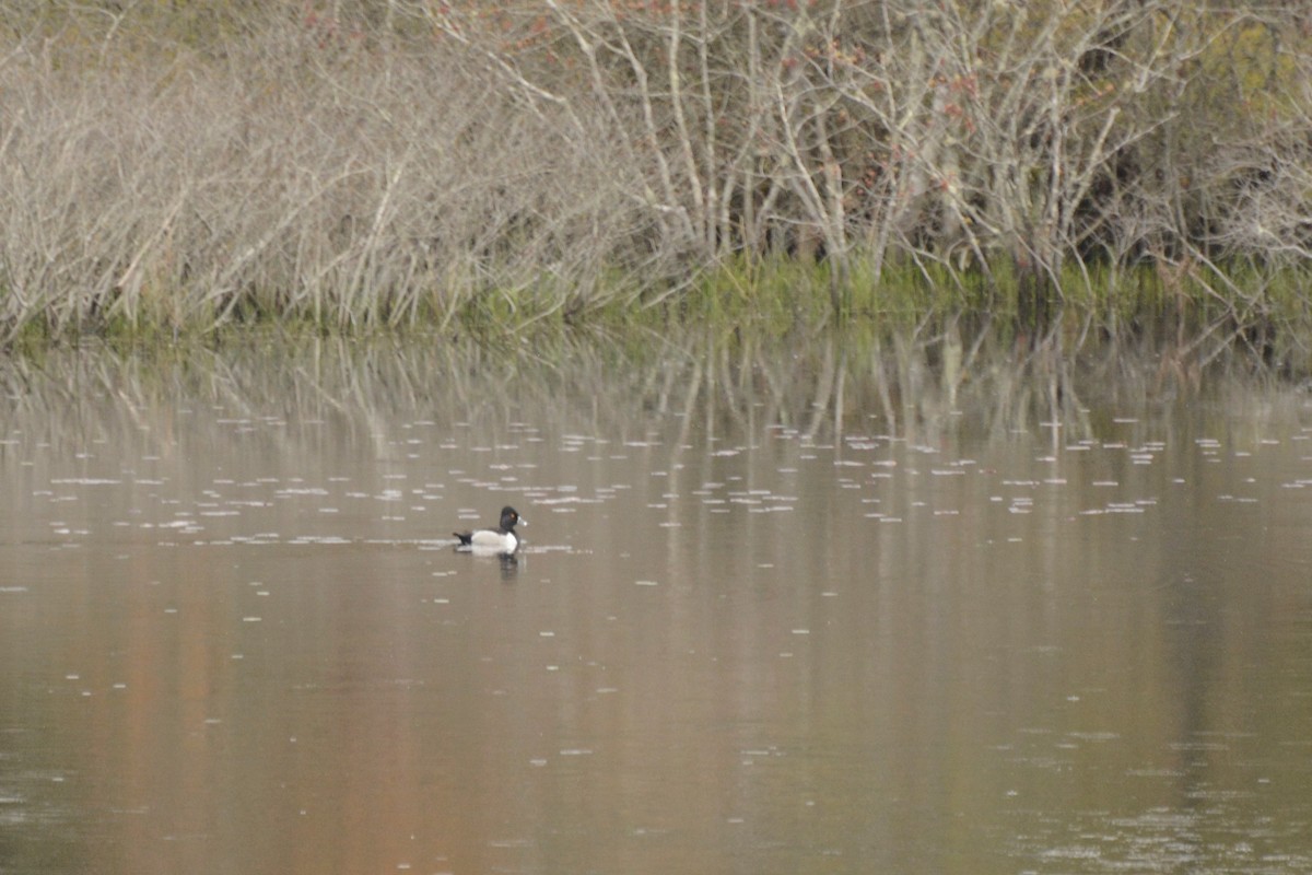 polák proužkozobý - ML239519271