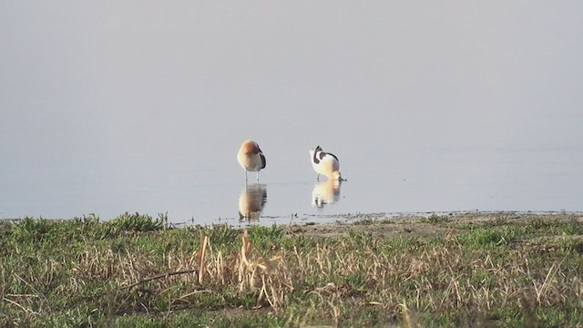 Avocette d'Amérique - ML239519301