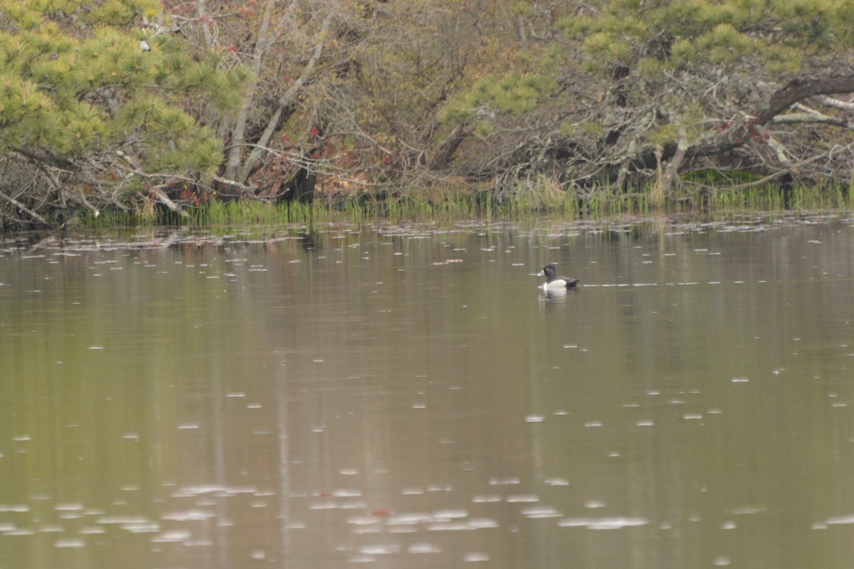 polák proužkozobý - ML239519391
