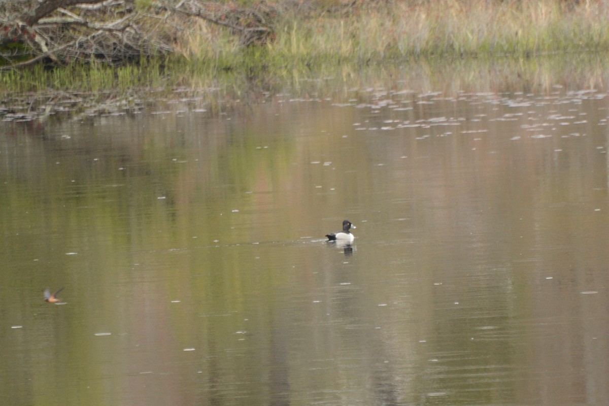 polák proužkozobý - ML239519461