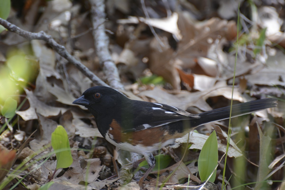 pipilo rudooký - ML239520451