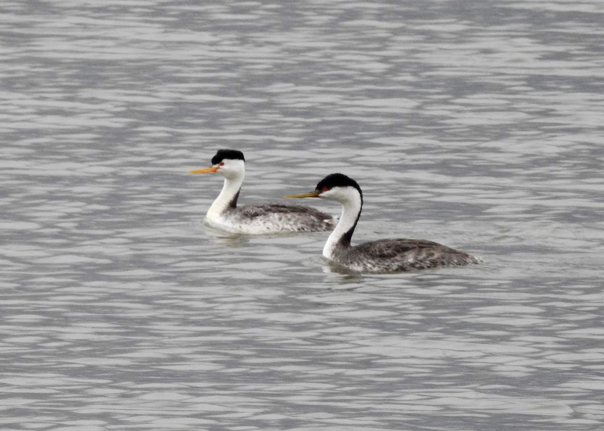 Clark's Grebe - ML239520661