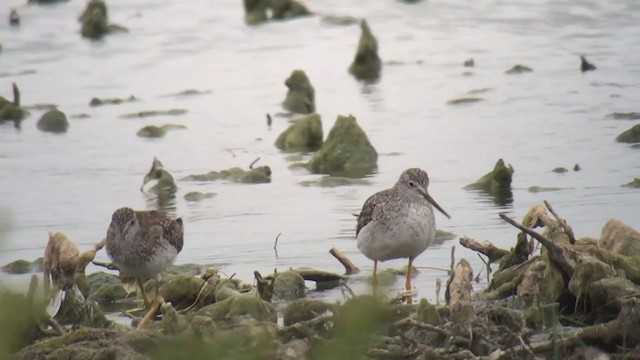 Greater Yellowlegs - ML239521631