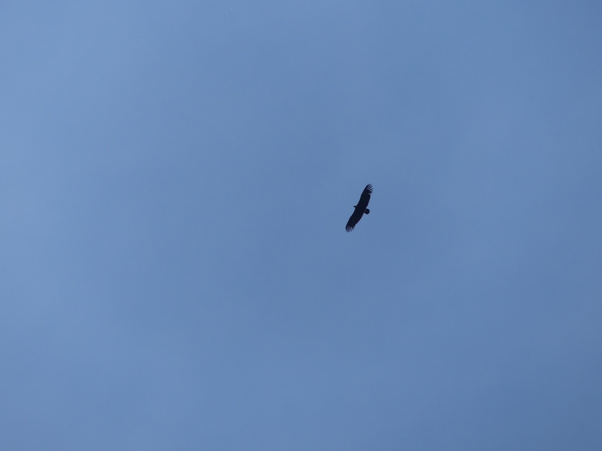 Vautour moine - ML239521781