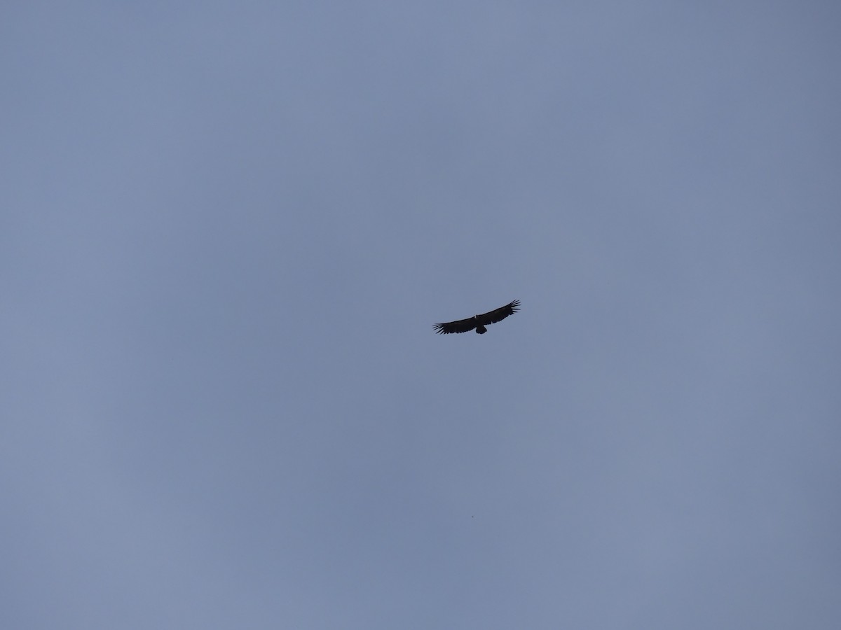 Vautour fauve - ML239521851