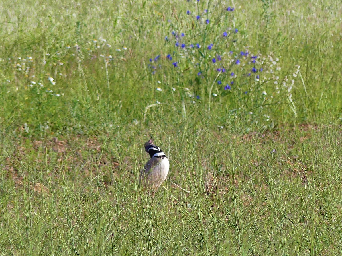 Outarde canepetière - ML239522071