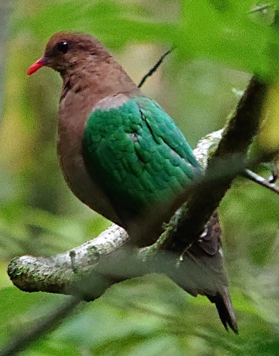 Pacific Emerald Dove - ML239522151