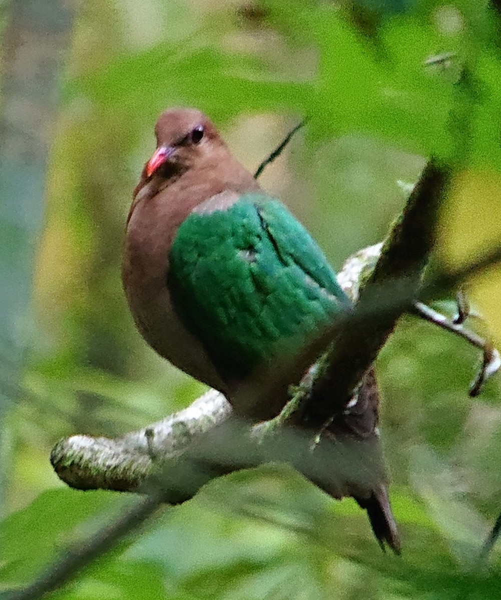 Pacific Emerald Dove - ML239522271