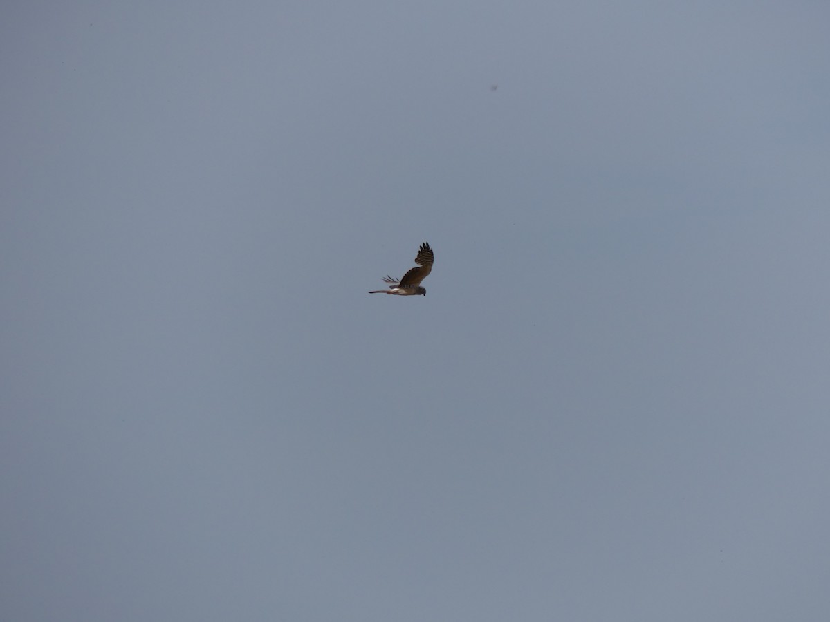 Busard cendré - ML239522321