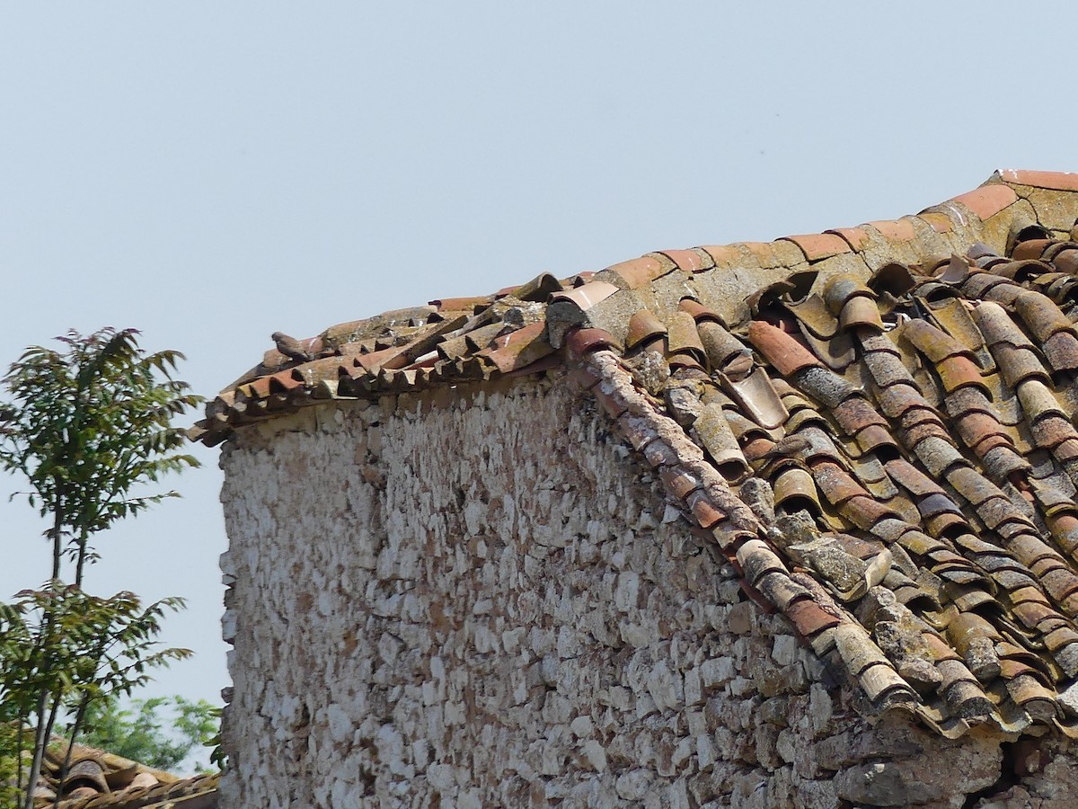 Faucon crécerellette - ML239522721