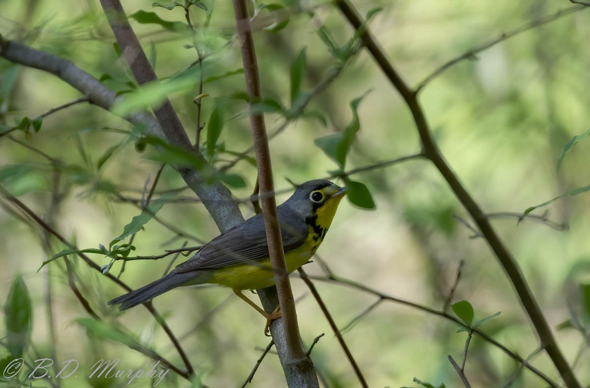 Canada Warbler - ML239522871