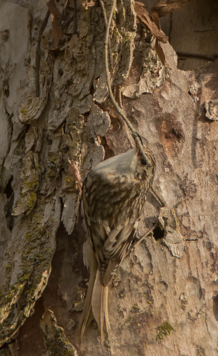 Brown Creeper - ML239524501