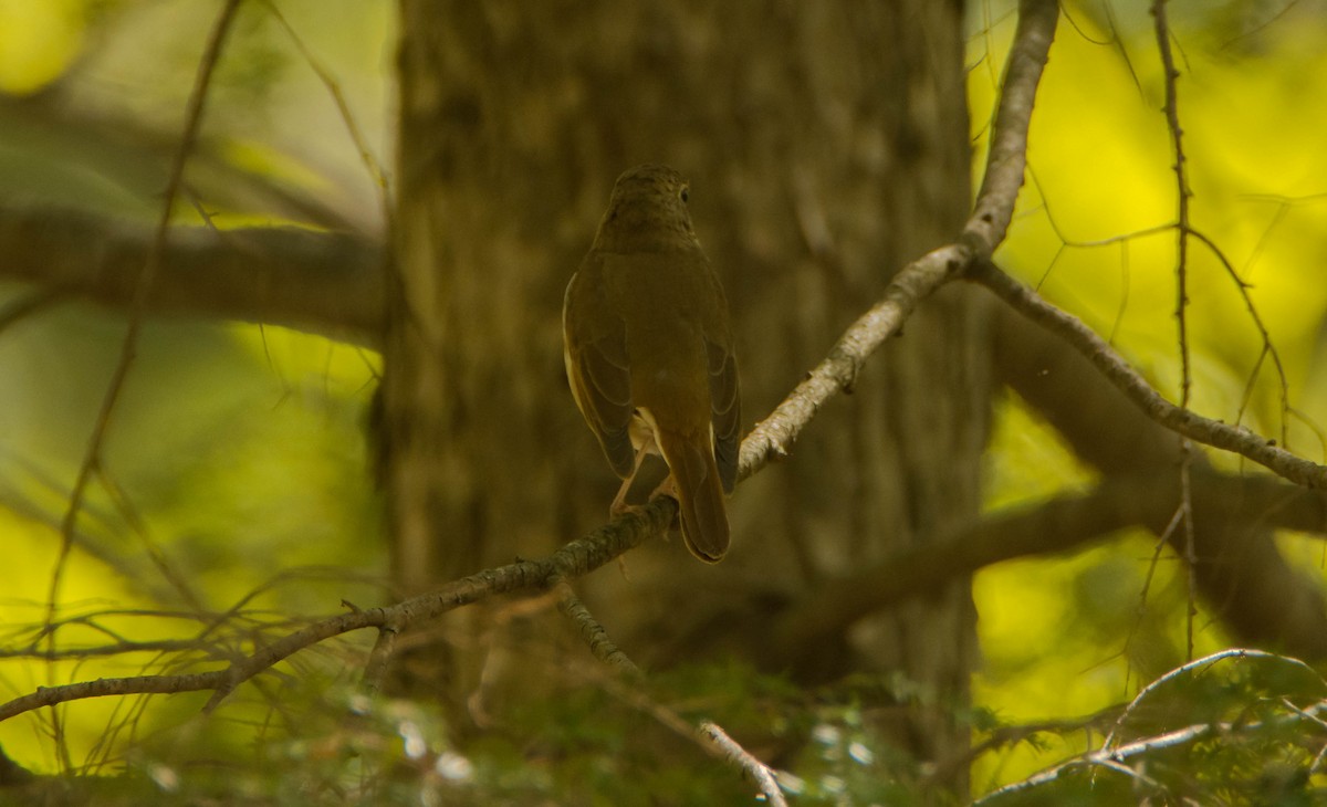 Swainson's Thrush - ismael chavez