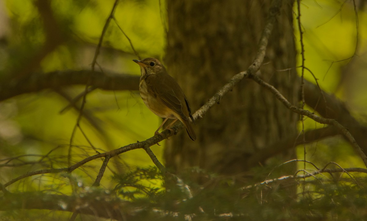 Swainson's Thrush - ML239524601