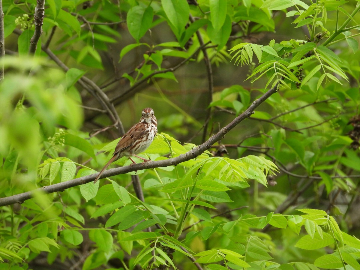 Song Sparrow - Rick Luehrs