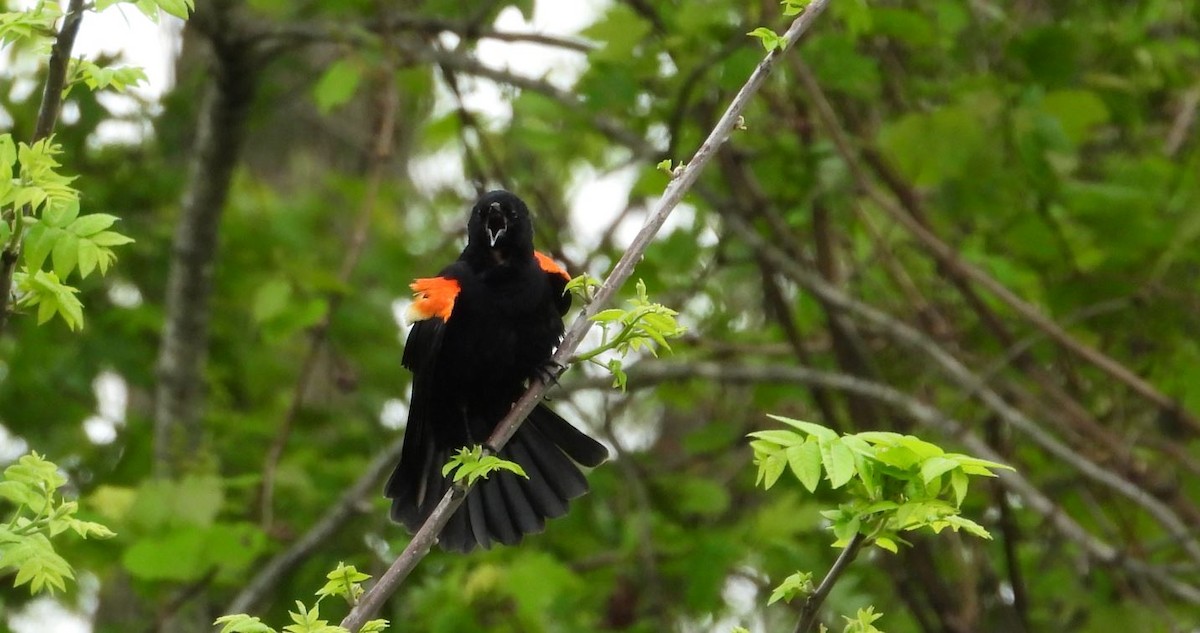 Red-winged Blackbird - ML239525791