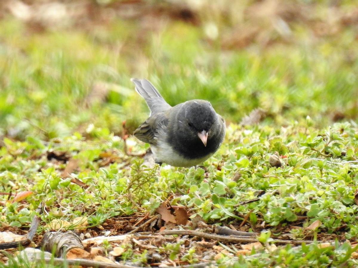 Junco ardoisé - ML239526621