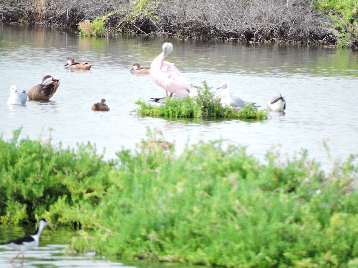 Roseate Spoonbill - ML23952991