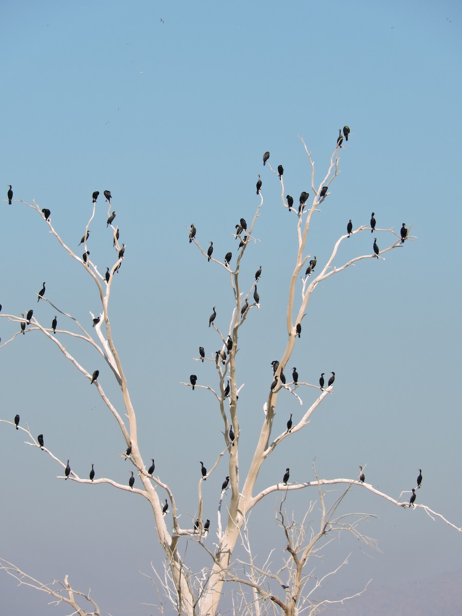 Double-crested Cormorant - ML23953001