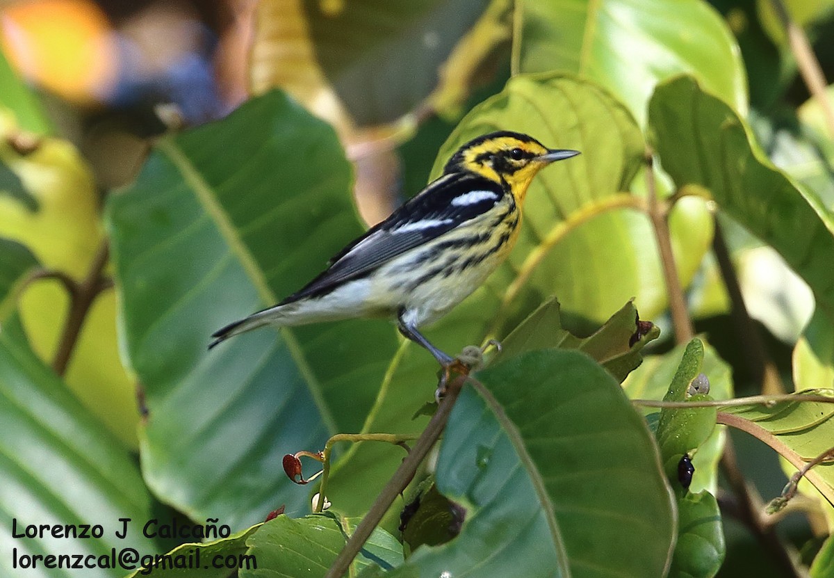 Blackburnian Warbler - Lorenzo Calcaño