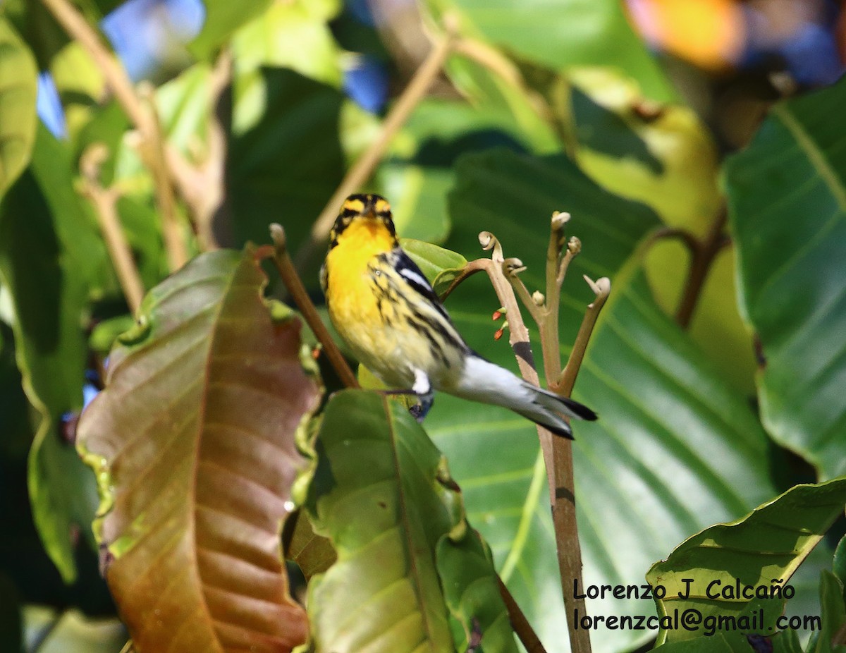 Blackburnian Warbler - Lorenzo Calcaño