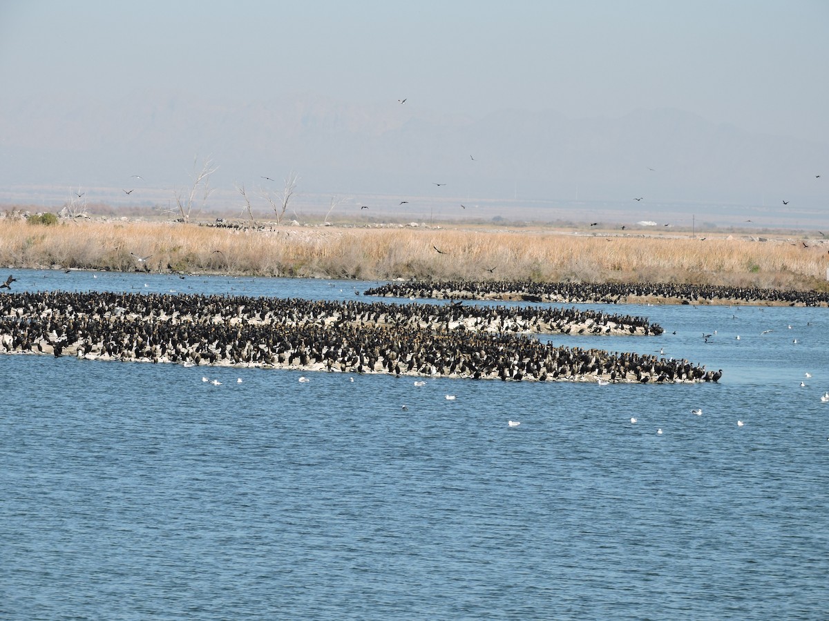 Cormorán Orejudo - ML23953151