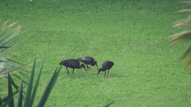 ibis hagedaš - ML239535391