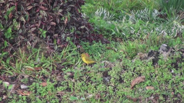 Brimstone Canary - ML239535941