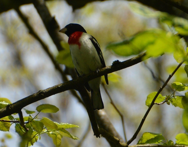 Rose-breasted Grosbeak - ML239537521