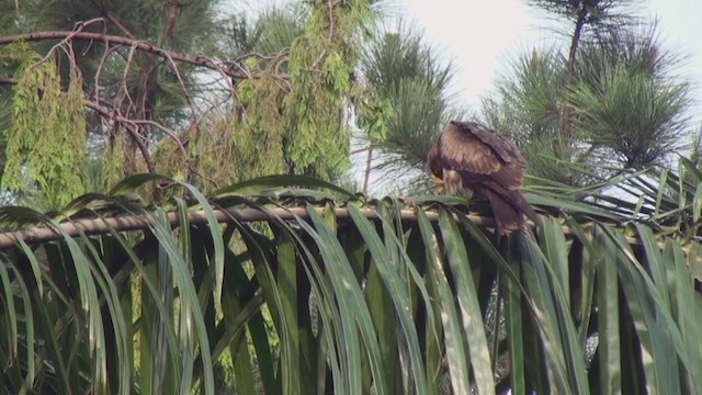 Black Kite (Yellow-billed) - ML239537811