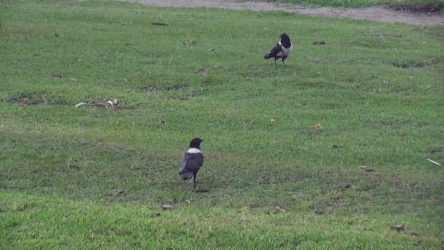 Pied Crow - ML239538521