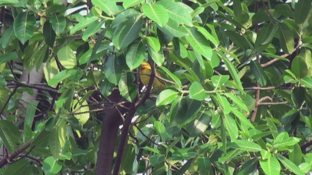 Spectacled Weaver - ML239540421