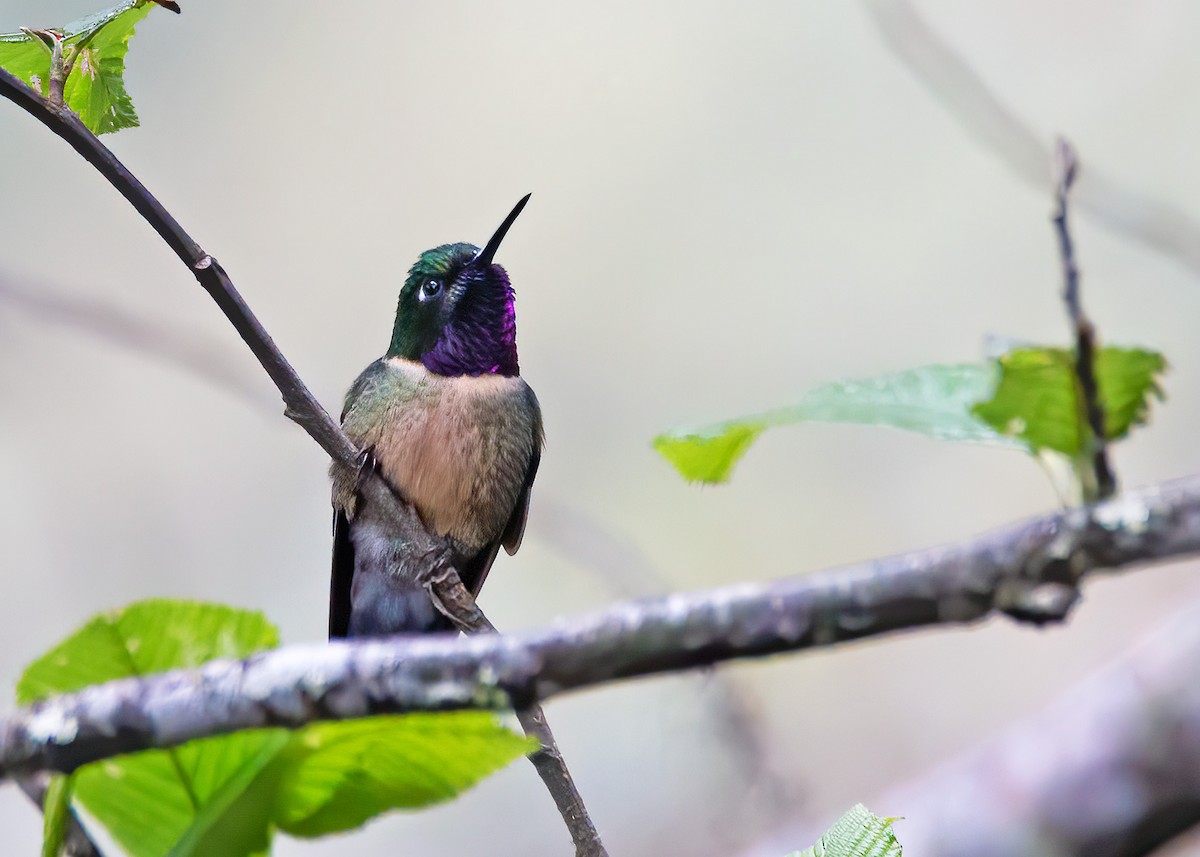 Colibrí Gorjiamatista (grupo amethysticollis) - ML239540471