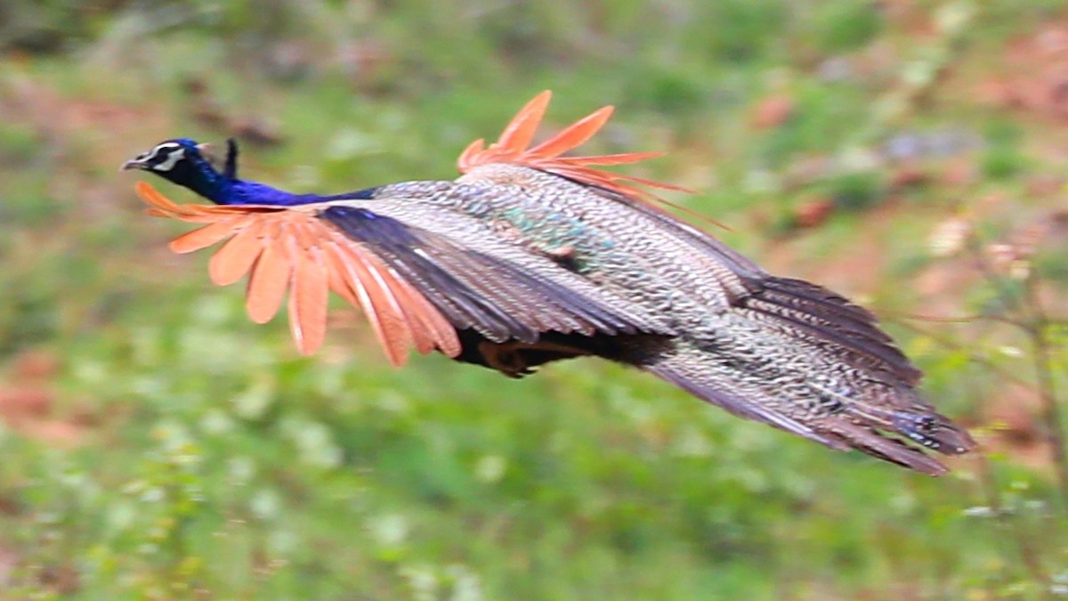 Pfau - ML239540991