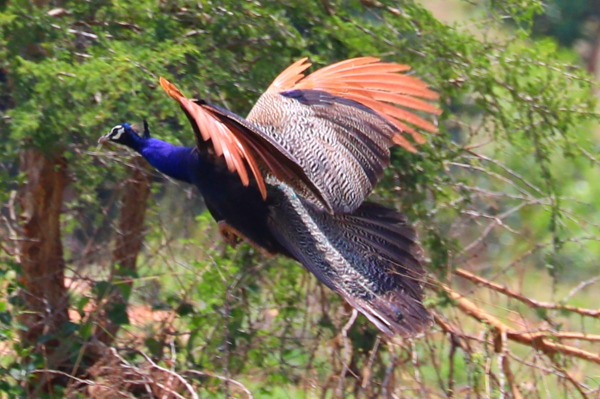 Pfau - ML239541001