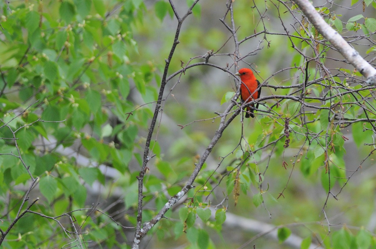 Scarlet Tanager - ML239541081