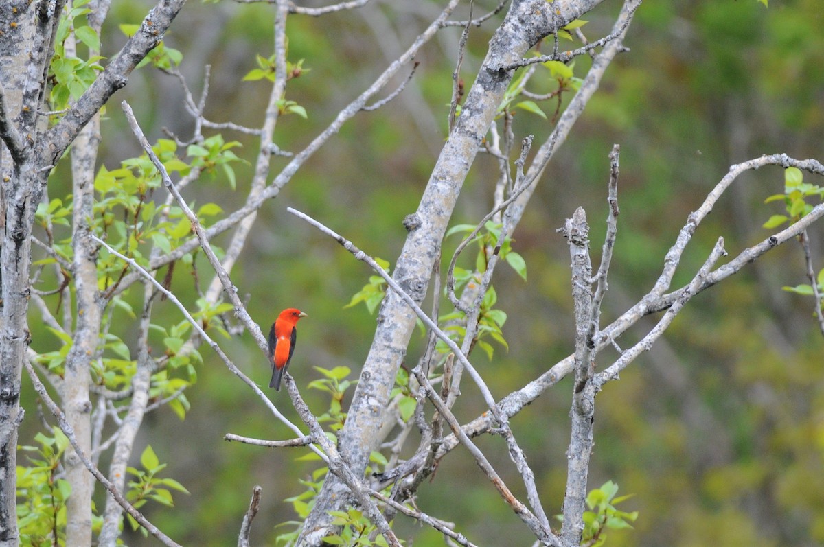 Scarlet Tanager - ML239541091