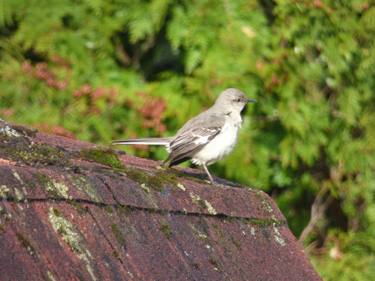 Northern Mockingbird - ML239541461