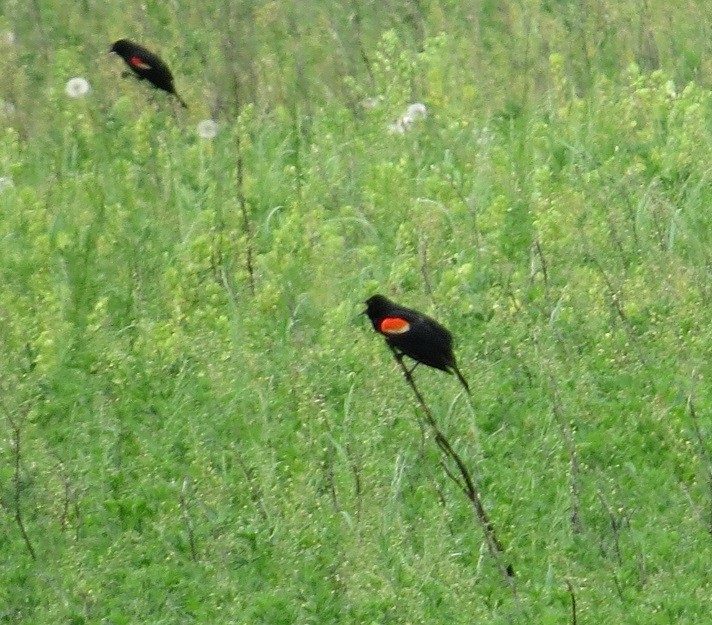 Red-winged Blackbird - ML239541501
