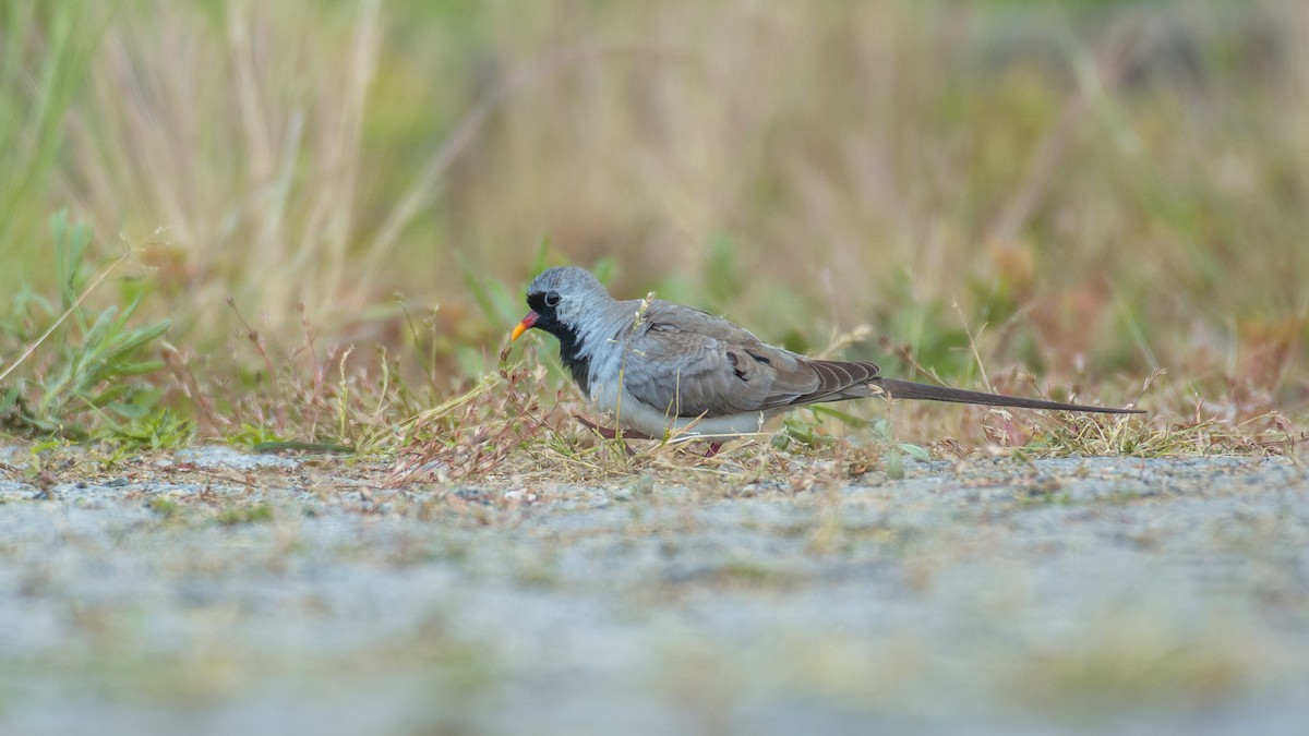 Namaqua Dove - Huseyin Keles